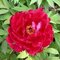 Pivonka krovitá - drevitá Red Dream, výška 20/30 cm, v črepníku Paeonia suffruticosa