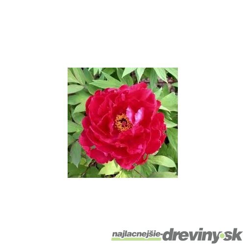 Pivonka krovitá - drevitá Red Dream, výška 20/30 cm, v črepníku Paeonia suffruticosa