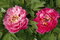 Pivonka krovitá - drevitá Red-Pink Variety, výška 20/30 cm, v črepníku Paeonia suffruticosa