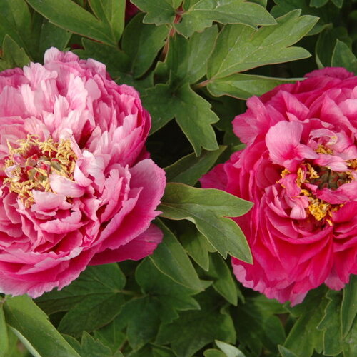 Pivonka krovitá - drevitá Red-Pink Variety, výška 20/30 cm, v črepníku Paeonia suffruticosa