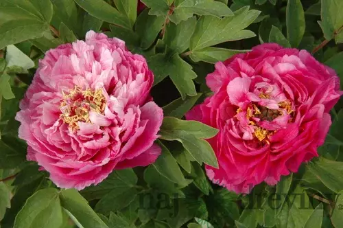 Pivonka krovitá - drevitá Red-Pink Variety, výška 20/30 cm, v črepníku Paeonia suffruticosa