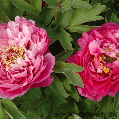 Pivonka krovitá - drevitá Red-Pink Variety, výška 20/30 cm, v črepníku Paeonia suffruticosa