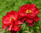 Pivonka krovitá - drevitá Red three, výška 15/25 cm, v črepníku Paeonia suffruticosa
