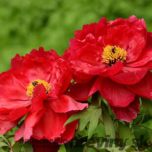 Pivonka krovitá - drevitá Red three, výška 15/25 cm, v črepníku Paeonia suffruticosa