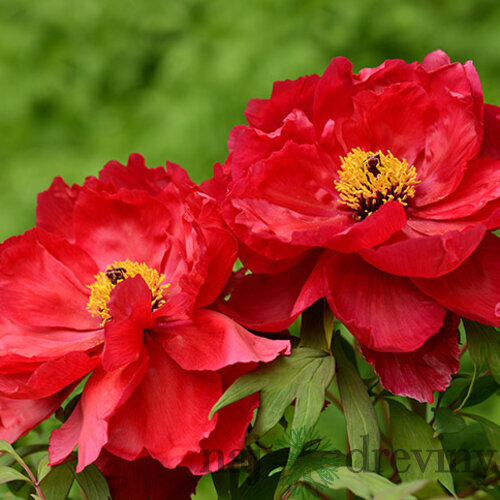 Pivonka krovitá - drevitá Red three, výška 15/25 cm, v črepníku Paeonia suffruticosa