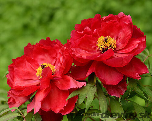 Pivonka krovitá - drevitá Red three, výška 15/25 cm, v črepníku Paeonia suffruticosa