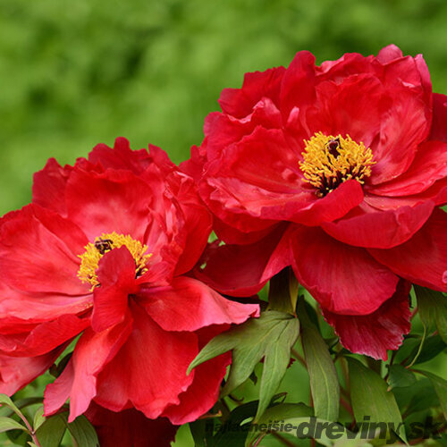Pivonka krovitá - drevitá Red three, výška 15/25 cm, v črepníku Paeonia suffruticosa