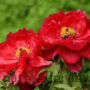 Pivonka krovitá - drevitá Red three, výška 15/25 cm, v črepníku Paeonia suffruticosa