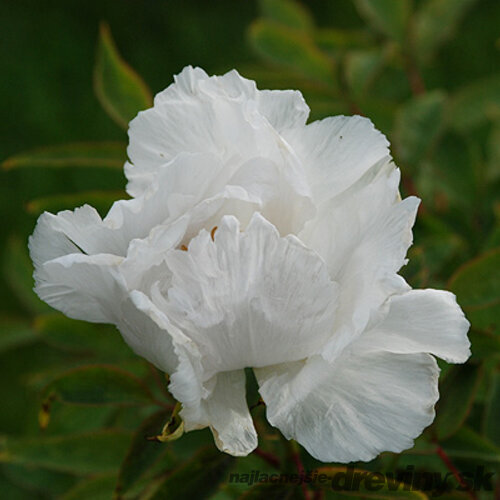 Pivonka krovitá - drevitá White Snow, výška 15/25 cm, v črepníku Paeonia suffruticosa