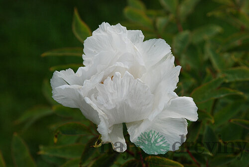 Pivonka krovitá - drevitá White Snow, výška 15/25 cm, v črepníku Paeonia suffruticosa