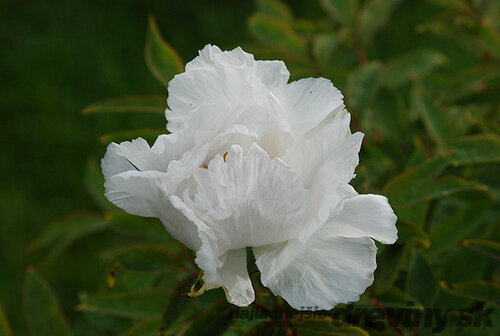 Pivonka krovitá - drevitá White Snow, výška 15/25 cm, v črepníku Paeonia suffruticosa