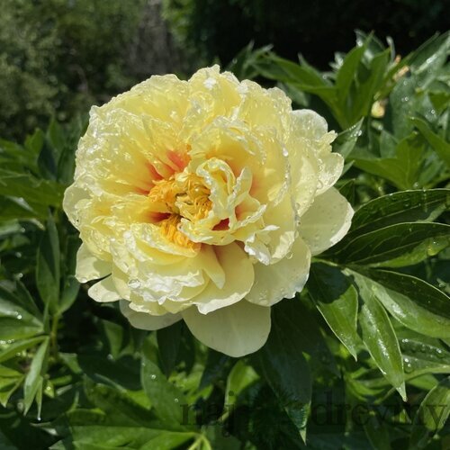 Pivonka krovitá - drevitá Yellow Three, výška 15/25 cm v črepníku Paeonia suffruticosa