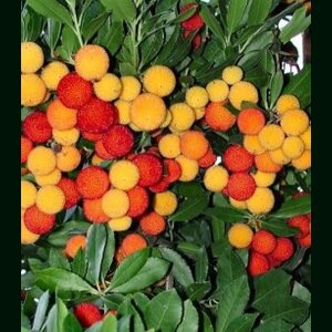 Planika jahodový strom, výška 40/60 cm, v črepníku Arbutus unedo