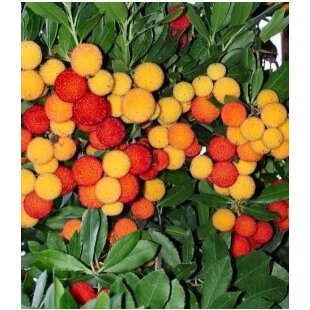 Planika jahodový strom, výška 40/60 cm, v črepníku Arbutus unedo