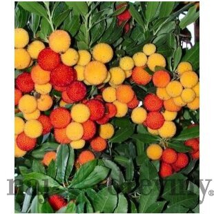 Planika jahodový strom, výška 50/70 cm, v črepníku Arbutus unedo