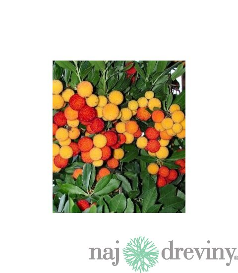 Planika jahodový strom, výška 50/70 cm, v črepníku Arbutus unedo