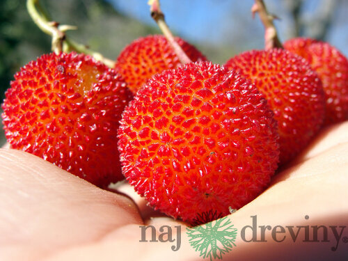 Planika jahodový strom, výška 50/70 cm, v črepníku Arbutus unedo