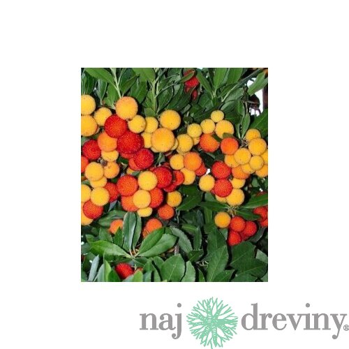 Planika jahodový strom, výška 50/70 cm, v črepníku Arbutus unedo