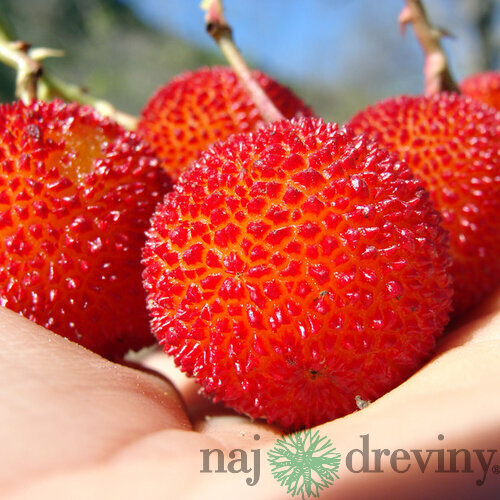 Planika jahodový strom, výška 50/70 cm, v črepníku Arbutus unedo