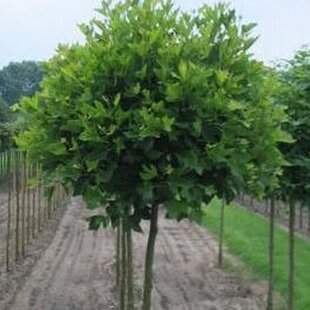 Platan Alphens Globe na kmienku 140/160 cm, v črepníku Platanus Acerifolia Alphens Globe