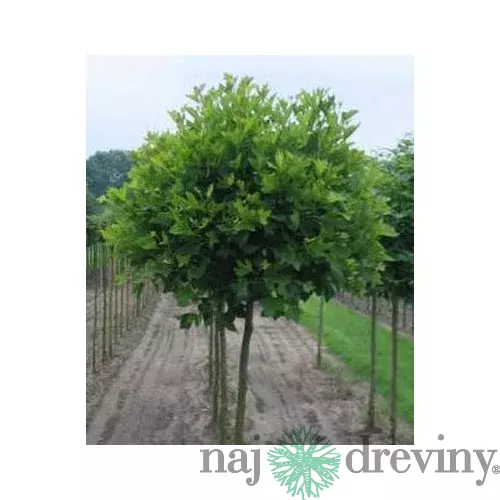 Platan Alphens Globe na kmienku 140/160 cm, v črepníku Platanus Acerifolia Alphens Globe
