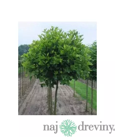 Platan Alphens Globe na kmienku 140/160 cm, v črepníku Platanus Acerifolia Alphens Globe