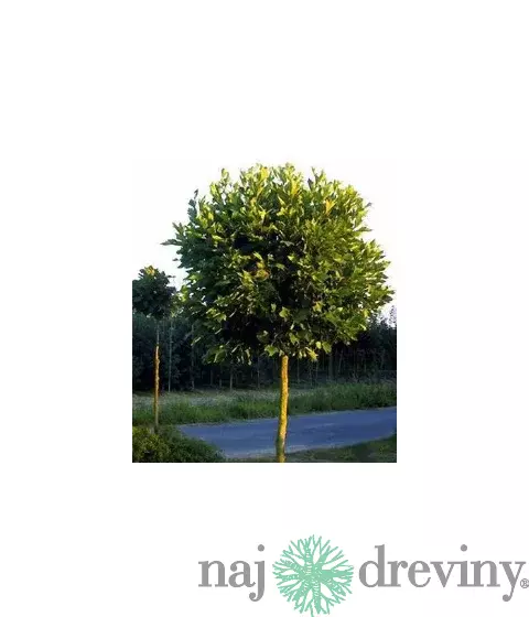 Platan javorolistý Alphen‘s Globe výška 220+ cm, obvod 12/14 cm, korunka 75cm, v črepníku Platanus x Alphen‘s Globe