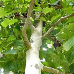 Platan javorolistý Alphen‘s Globe výška 220+ cm, obvod 12/14 cm, korunka 75cm, v črepníku Platanus x Alphen‘s Globe