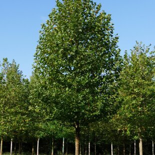 Platan javorolistý, výška 100/+ cm, v črepníku Platanus hispanica