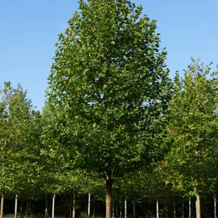 Platan javorolistý, výška 100/+ cm, v črepníku Platanus hispanica