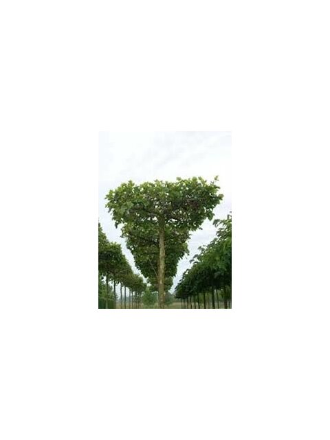 Platan Javorolistý, výška 200/250 cm, v črepníku 12l Platanus Hispanica