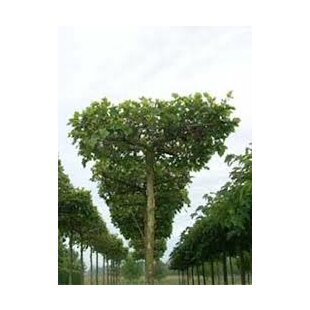 Platan Javorolistý, výška 200/250 cm, v črepníku 12l Platanus Hispanica