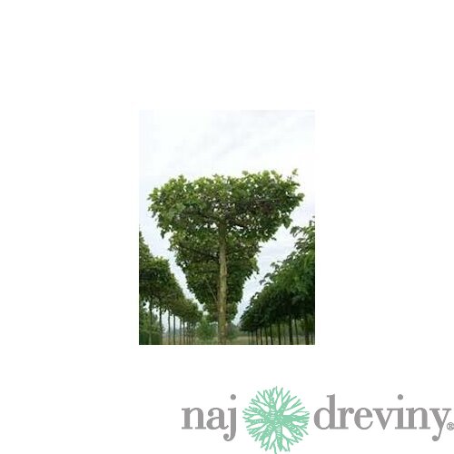 Platan Javorolistý, výška 200/250 cm, v črepníku 12l Platanus Hispanica