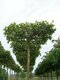 Platan Javorolistý, výška 200/250 cm, v črepníku 12l Platanus Hispanica