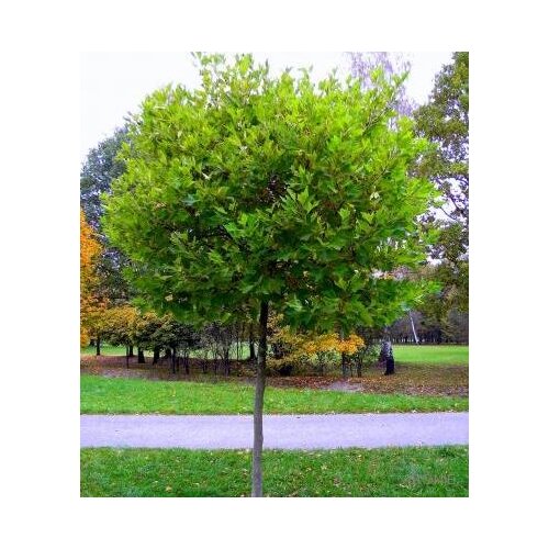 Platan javorolistý x Alphens Globe, 180/220 cm, v črepníku Platanus hispanica x Alphens Globe