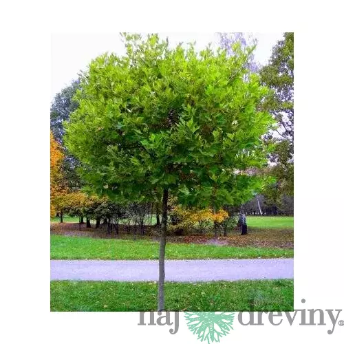 Platan javorolistý x Alphens Globe, 180/220 cm, v črepníku Platanus hispanica x Alphens Globe