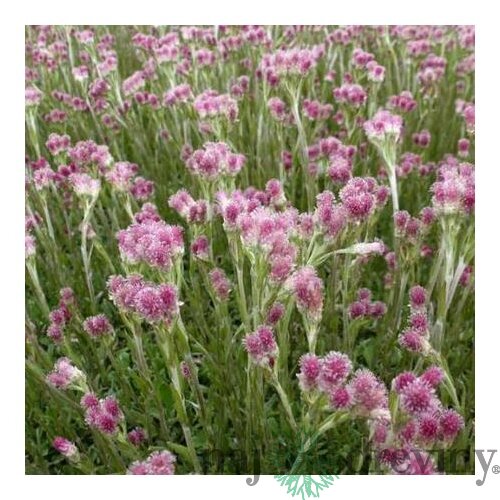 Plešivec dvojdomý Rubra, v črepníku P9, 10/15 cm Antennaria dioica Rubra