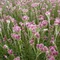 Plešivec dvojdomý Rubra, v črepníku P9, 10/15 cm Antennaria dioica Rubra