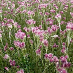 Plešivec dvojdomý Rubra, v črepníku P9, 10/15 cm Antennaria dioica Rubra