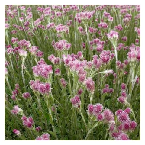 Plešivec dvojdomý Rubra, v črepníku P9, 10/15 cm Antennaria dioica Rubra
