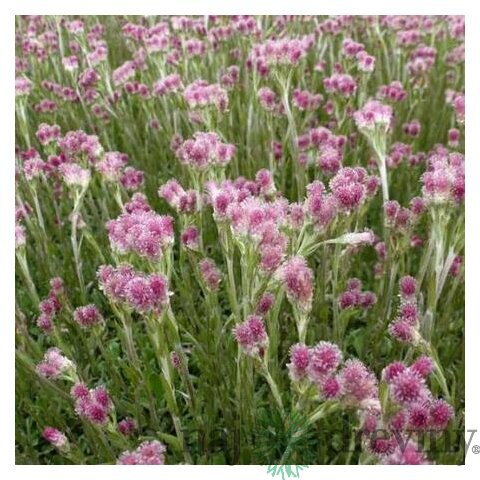 Plešivec dvojdomý Rubra, v črepníku P9, 10/15 cm Antennaria dioica Rubra