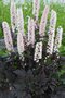 Ploštičník japonský Cheju-do, v črepníku P9, 10/15 cm Actaea japonica Cheju-do