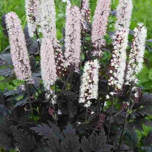 Ploštičník japonský Cheju-do, v črepníku P9, 10/15 cm Actaea japonica Cheju-do