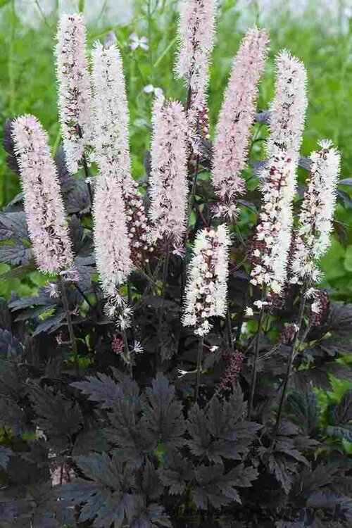Ploštičník japonský Cheju-do, v črepníku P9, 10/15 cm Actaea japonica Cheju-do