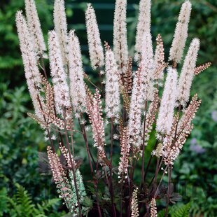 Ploštičník strapcovitý Brunette, v črepníku P9, 10/15 cm Actaea simplex Brunette