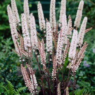Ploštičník strapcovitý Brunette, v črepníku P9, 10/15 cm Actaea simplex Brunette