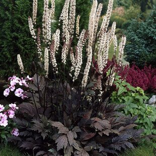 Ploštičník Strapcovitý ´Chocoholic´, výška 10/15 cm, v črepníku Actaea ‘Chocoholic‘