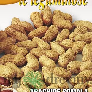 Podzemnica olejná - arašidy 50 gr.