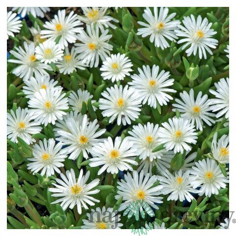 Poludňovka Album - biela, výška 12/15 cm, v črepníku Delosperma Album