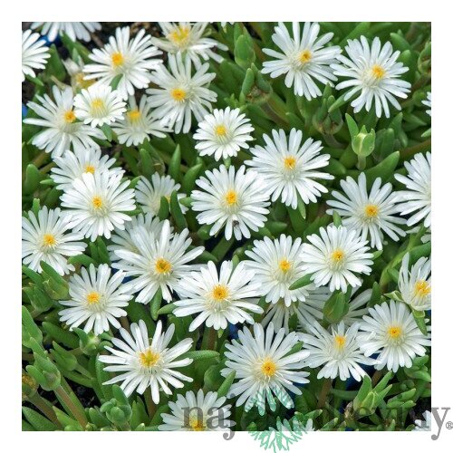 Poludňovka Album - biela, výška 12/15 cm, v črepníku Delosperma Album